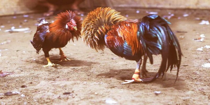 Đá Gà Cựa Dao - Hình Thức Giải Trí Đẳng Cấp Tại I9BET Cách chơi đá gà bao thắng