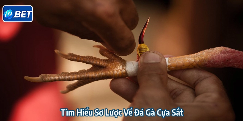 Đá Gà Cựa Sắt - Loại Hình Chọi Kê Kịch Tính, Gay Cấn 2025 Nắm bắt dữ liệu cơ bản về đá gà cựa sắt
